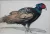 Le musée de la Chasse et de la Nature possède dans ses collections une trentaine de dessins et d'estampes de Paul Jouve

Faisan de Formose. Vers 1955. Dessin sur papier japon marouflé sur panneau

Crayon, aquarelle et rehauts de gouache. Signé en bas à gauche. Haut. 45 cm, Larg. 31 cm